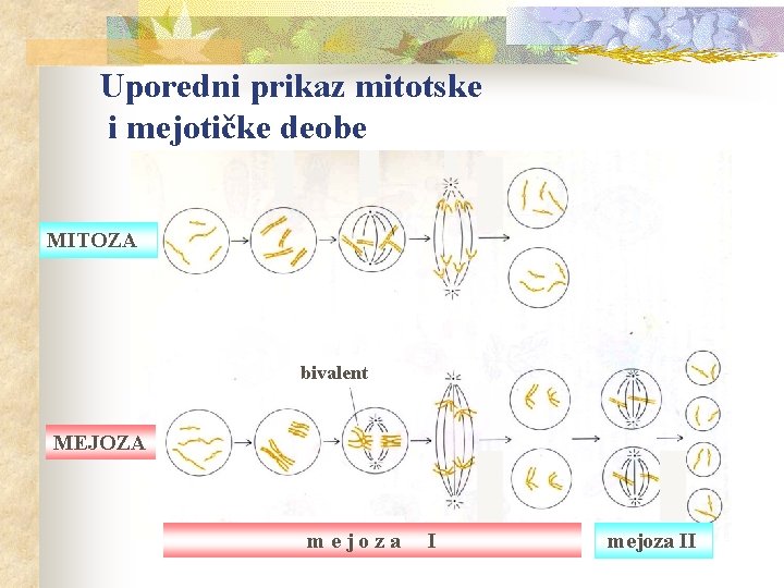 Uporedni prikaz mitotske i mejotičke deobe MITOZA bivalent MEJOZA mejoza II 