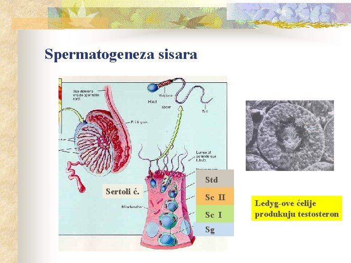 Spermatogeneza sisara Std Sertoli ć. Sc II Sc I Sg Ledyg-ove ćelije produkuju testosteron