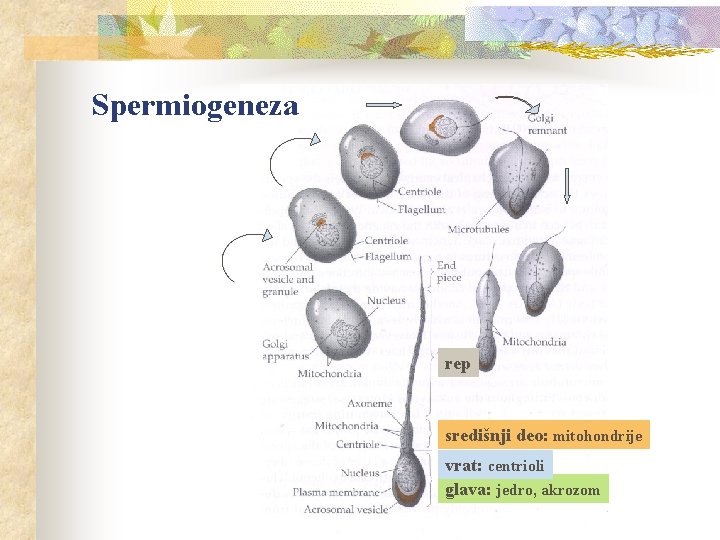 Spermiogeneza rep središnji deo: mitohondrije vrat: centrioli glava: jedro, akrozom 