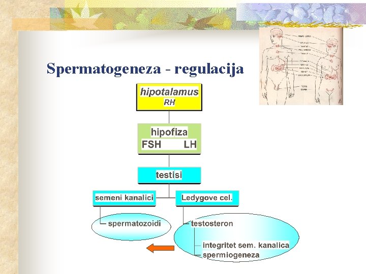 Spermatogeneza - regulacija 