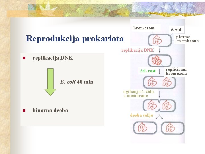 hromozom Reprodukcija prokariota ć. zid plazma membrana replikacija DNK n replikacija DNK ćel. rast