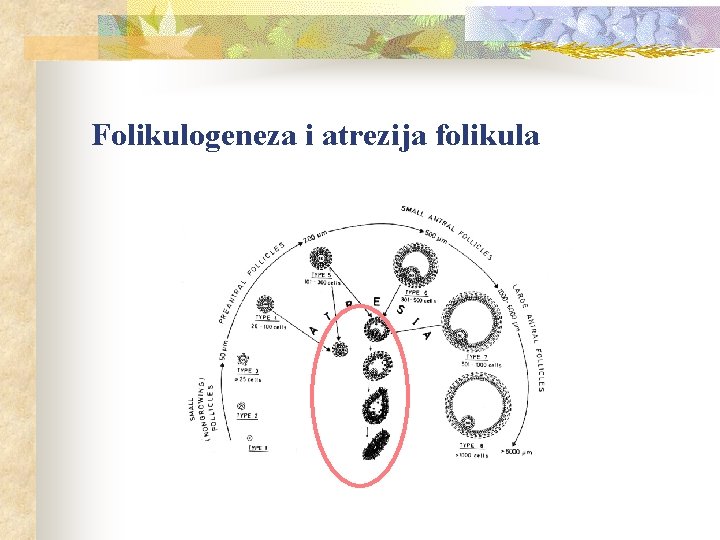 Folikulogeneza i atrezija folikula 