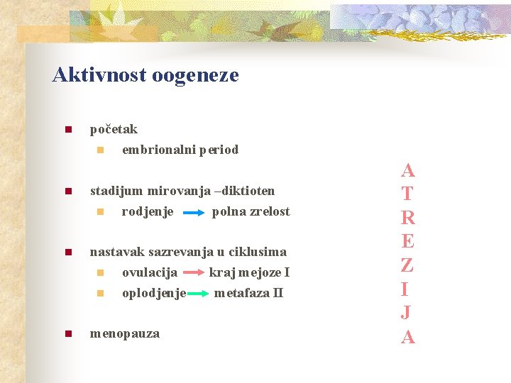 Aktivnost oogeneze n početak n embrionalni period n stadijum mirovanja –diktioten n rodjenje polna