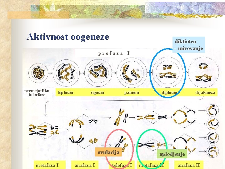 Aktivnost oogeneze profaza premejotička interfaza leptoten zigoten I pahiten ovulacija metafaza I anafaza I