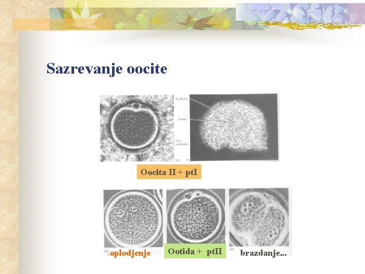 Sazrevanje oocite Oocita II + pt. I oplodjenje Ootida + pt. II brazdanje. .