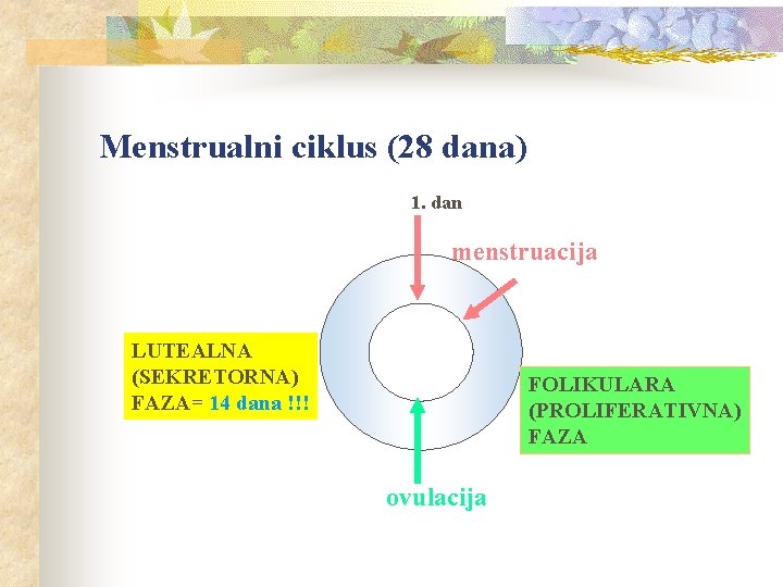 Menstrualni ciklus (28 dana) 1. dan menstruacija LUTEALNA (SEKRETORNA) FAZA= 14 dana !!! FOLIKULARA
