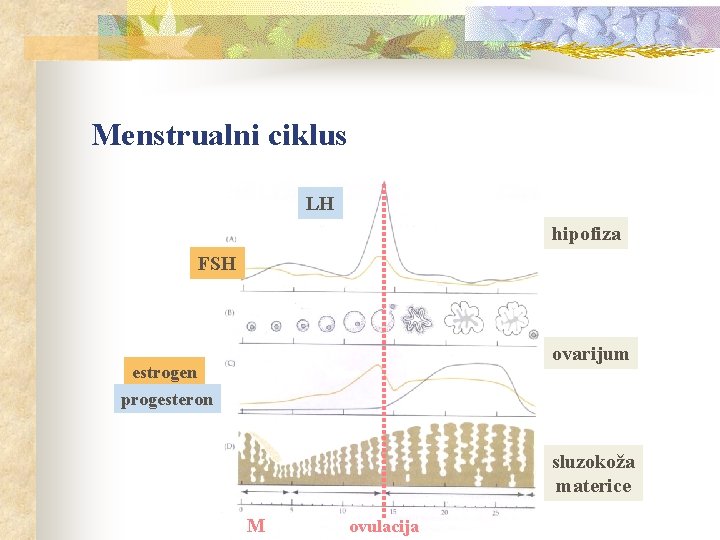 Menstrualni ciklus LH hipofiza FSH ovarijum estrogen progesteron sluzokoža materice M ovulacija 