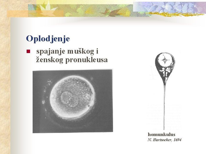 Oplodjenje n spajanje muškog i ženskog pronukleusa homunkulus N. Hartsoeker, 1694 