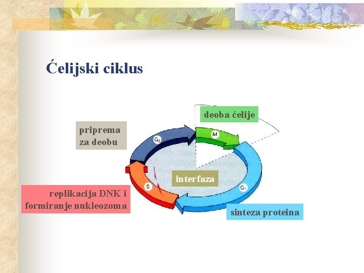 Ćelijski ciklus deoba ćelije priprema za deobu interfaza replikacija DNK i formiranje nukleozoma sinteza