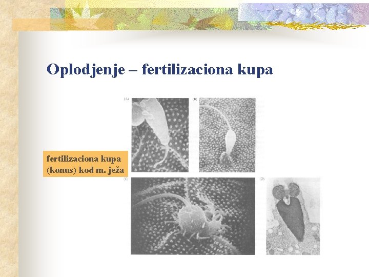Oplodjenje – fertilizaciona kupa (konus) kod m. ježa 