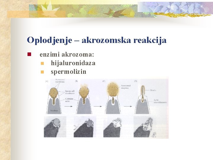 Oplodjenje – akrozomska reakcija n enzimi akrozoma: n hijaluronidaza n spermolizin 