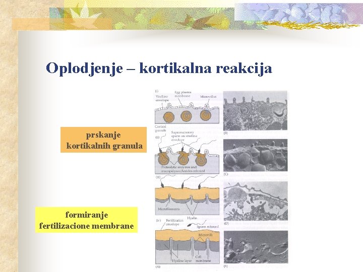 Oplodjenje – kortikalna reakcija prskanje kortikalnih granula formiranje fertilizacione membrane 