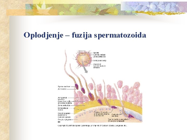 Oplodjenje – fuzija spermatozoida 