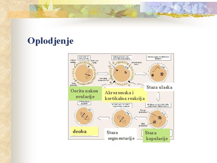 Oplodjenje Oocita nakon ovulacije deoba Staza ulaska Akrozomska i kortikalna reakcija Staza segmentacije Staza