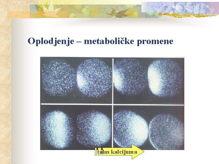 Oplodjenje – metaboličke promene talas kalcijuma 