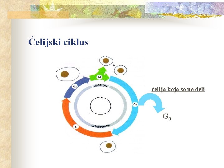 Ćelijski ciklus ćelija koja se ne deli G 0 