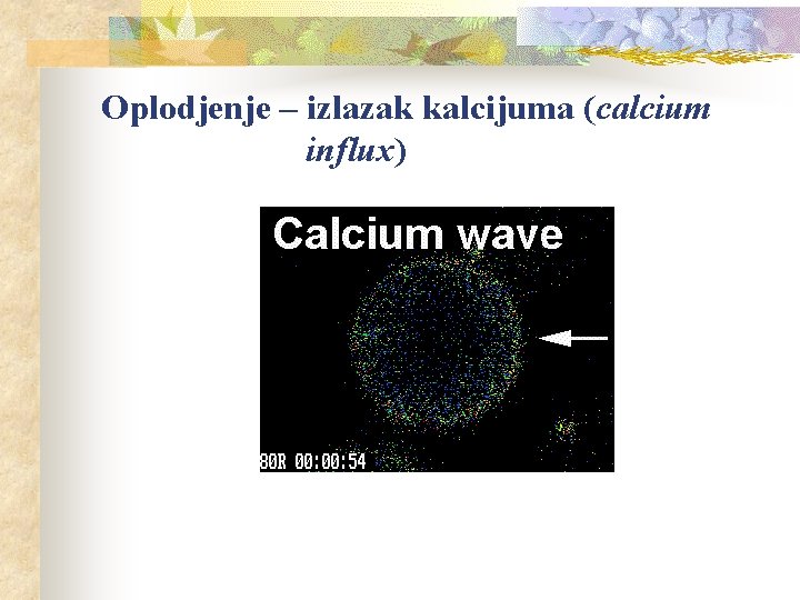 Oplodjenje – izlazak kalcijuma (calcium influx) 