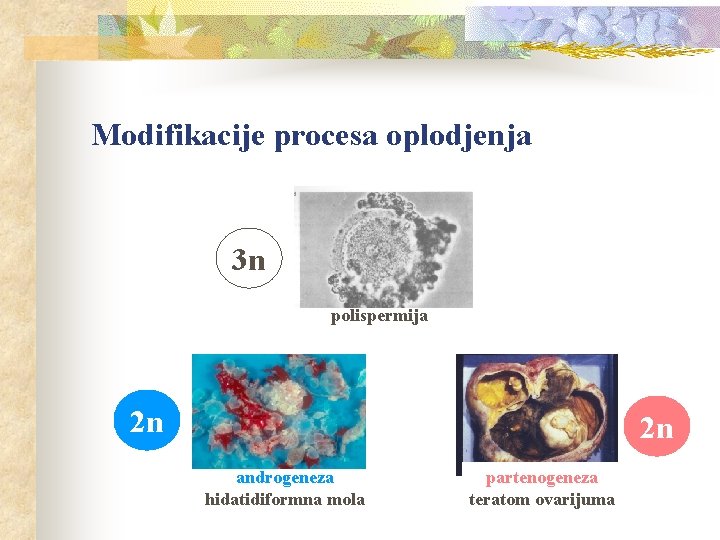 Modifikacije procesa oplodjenja 3 n polispermija 2 n 2 n androgeneza hidatidiformna mola partenogeneza