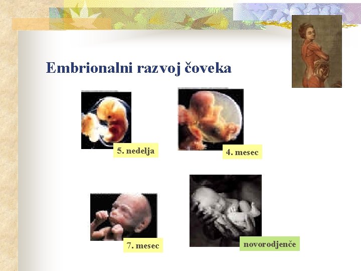 Embrionalni razvoj čoveka 5. nedelja 7. mesec 4. mesec novorodjenče 