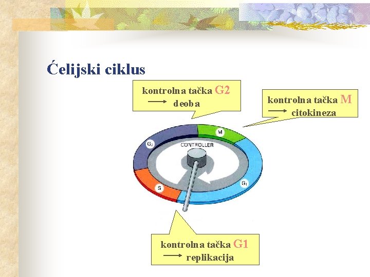 Ćelijski ciklus kontrolna tačka G 2 deoba kontrolna tačka G 1 replikacija kontrolna tačka