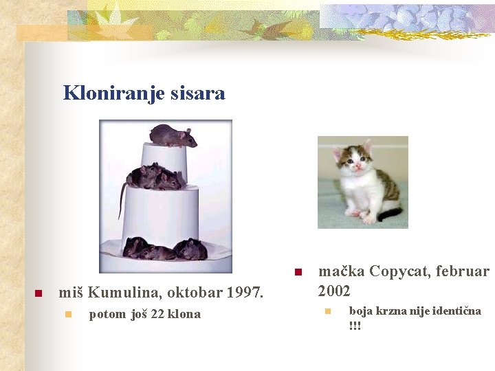 Kloniranje sisara n n miš Kumulina, oktobar 1997. n potom još 22 klona mačka