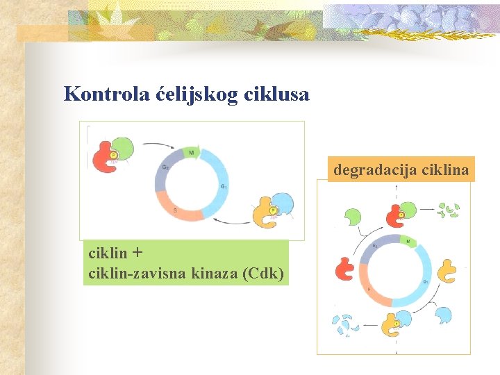 Kontrola ćelijskog ciklusa degradacija ciklin + ciklin-zavisna kinaza (Cdk) 