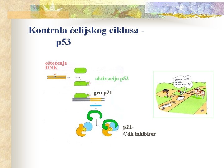 Kontrola ćelijskog ciklusa p 53 oštećenje DNK aktivacija p 53 gen p 21 Cdk