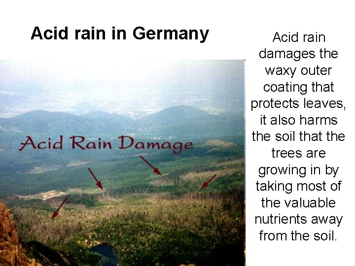 Acid rain in Germany Acid rain damages the waxy outer coating that protects leaves, Acid rain in Germany Acid rain damages the waxy outer coating that protects leaves,