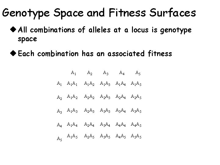 Genotype Space and Fitness Surfaces u All combinations of alleles at a locus is