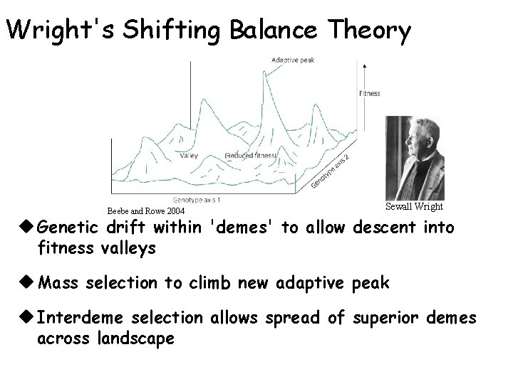 Wright's Shifting Balance Theory Beebe and Rowe 2004 Sewall Wright u Genetic drift within