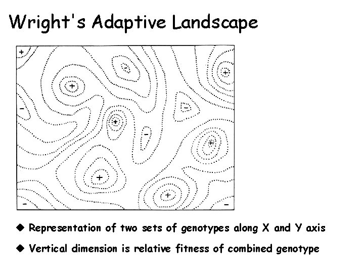 Wright's Adaptive Landscape u Representation of two sets of genotypes along X and Y