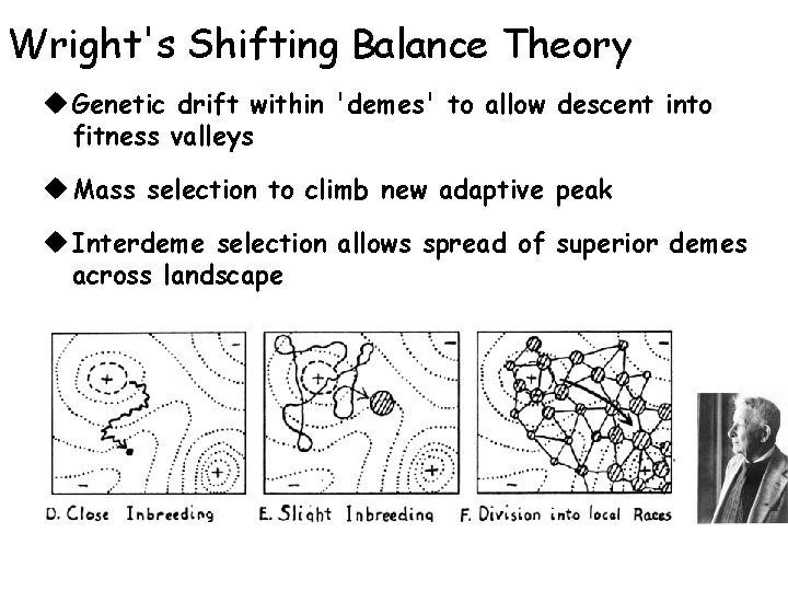 Wright's Shifting Balance Theory u Genetic drift within 'demes' to allow descent into fitness