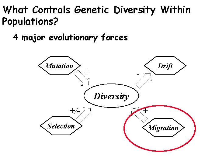 What Controls Genetic Diversity Within Populations? 4 major evolutionary forces Mutation + Drift -