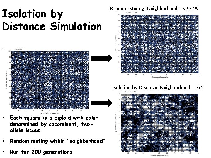 Isolation by Distance Simulation Random Mating: Neighborhood = 99 x 99 Isolation by Distance: