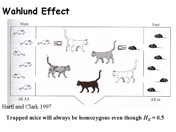 Wahlund Effect Hartl and Clark 1997 Trapped mice will always be homozygous even though