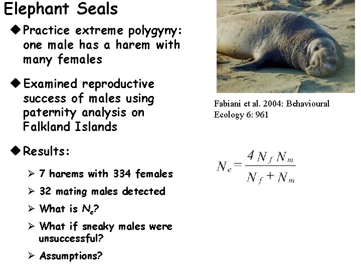 Elephant Seals u Practice extreme polygyny: one male has a harem with many females