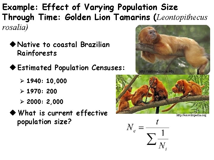 Example: Effect of Varying Population Size Through Time: Golden Lion Tamarins (Leontopithecus rosalia) u