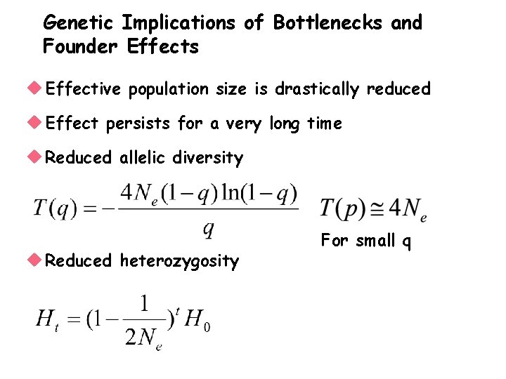 Genetic Implications of Bottlenecks and Founder Effects u Effective population size is drastically reduced