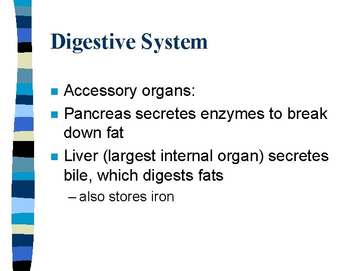 Digestive System n n n Accessory organs: Pancreas secretes enzymes to break down fat
