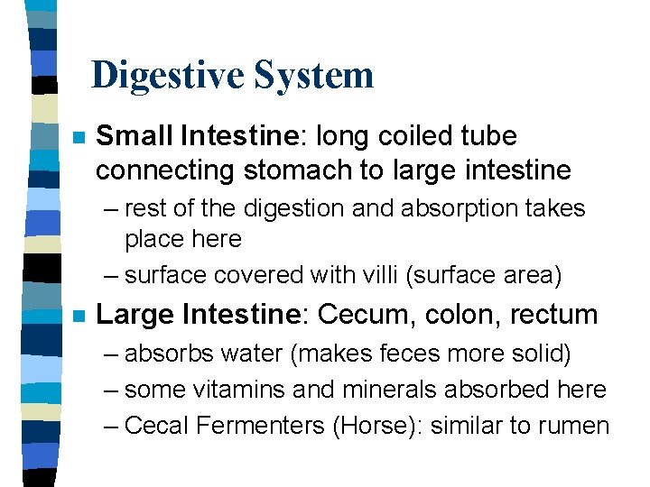 Digestive System n Small Intestine: long coiled tube connecting stomach to large intestine –