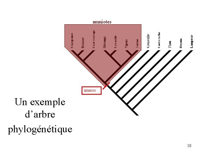 amniotes amnios Un exemple d’arbre phylogénétique 10 