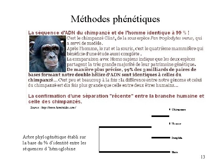 Méthodes phénétiques Source : http: //www. hominides. com/ Arbre phylogénétique établi sur la base