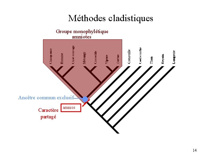 Méthodes cladistiques Groupe monophylétique amniotes Ancêtre commun exclusif Caractère partagé amnios 14 