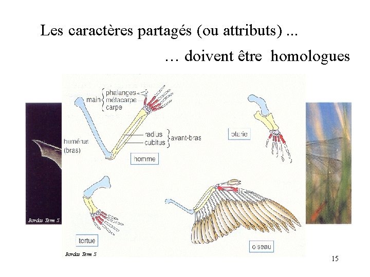 Les caractères partagés (ou attributs). . . … doivent être homologues Bordas Term S