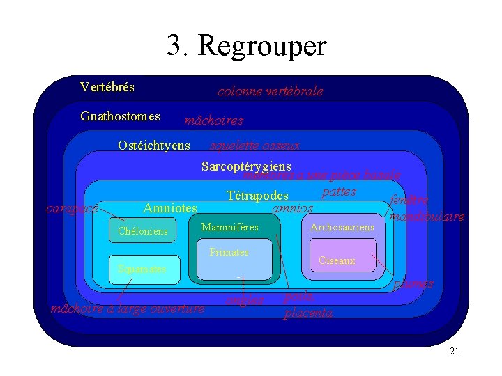 3. Regrouper Lamproie Vertébrés colonne vertébrale Gnathostomes Requin carapace mâchoires Thon Ostéichtyens squelette osseux