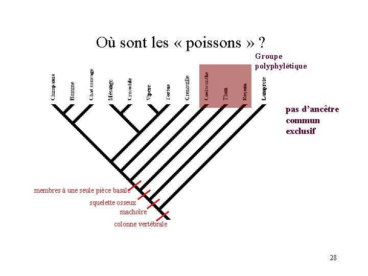 Où sont les « poissons » ? Groupe polyphylétique pas d’ancêtre commun exclusif membres