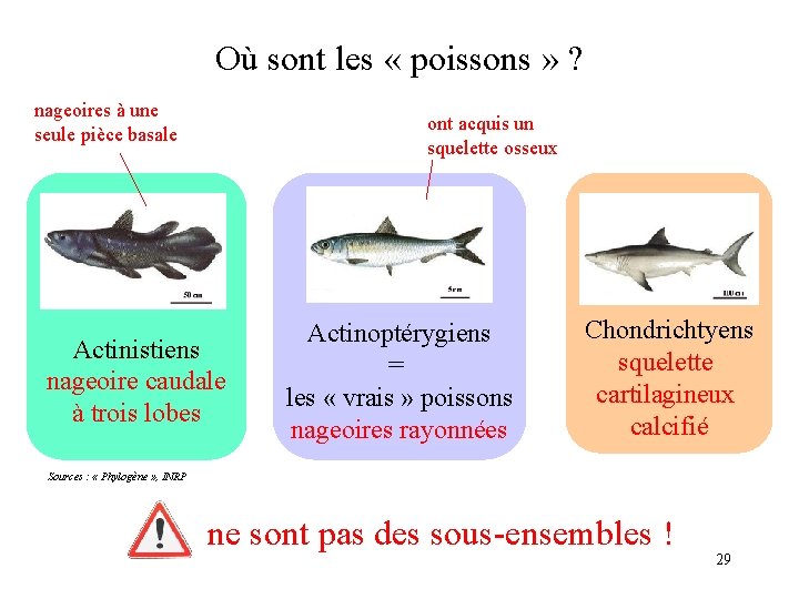 Où sont les « poissons » ? nageoires à une seule pièce basale ont