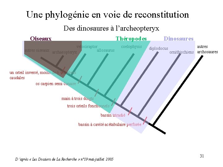 Une phylogénie en voie de reconstitution Des dinosaures à l’archeopteryx Oiseaux Théropodes velociraptor autres