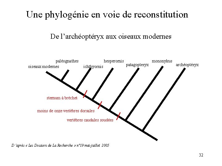 Une phylogénie en voie de reconstitution De l’archéoptéryx aux oiseaux modernes paléognathes oiseaux modernes