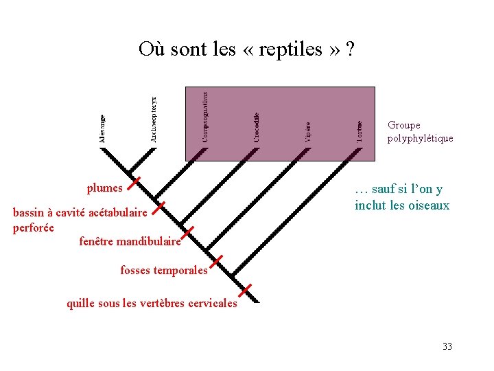 Où sont les « reptiles » ? Groupe polyphylétique plumes bassin à cavité acétabulaire